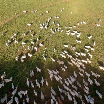 Marfrig mantém operações no Brasil sem impacto na receita devido a tarifaço
