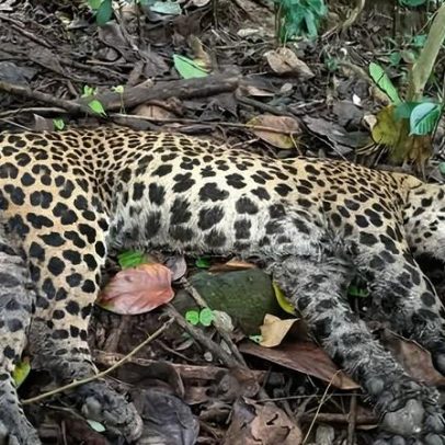Conservacionistas apontam caça direcionada por trás de leopardos no Sri Lanka