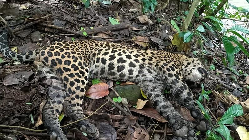 The arrest of suspected poachers with a skinned leopard carcass inside Maduru Oya National Park in Sri Lanka has caused alarm over possible targeted poaching of the big cat for meat or body parts. Image courtesy of the DWC.