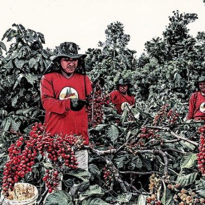 Relatório revela como integrar agricultura familiar e conservação na Amazônia