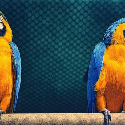 Emirados Árabes Unidos autorizam importação de aves ornamentais do Brasil