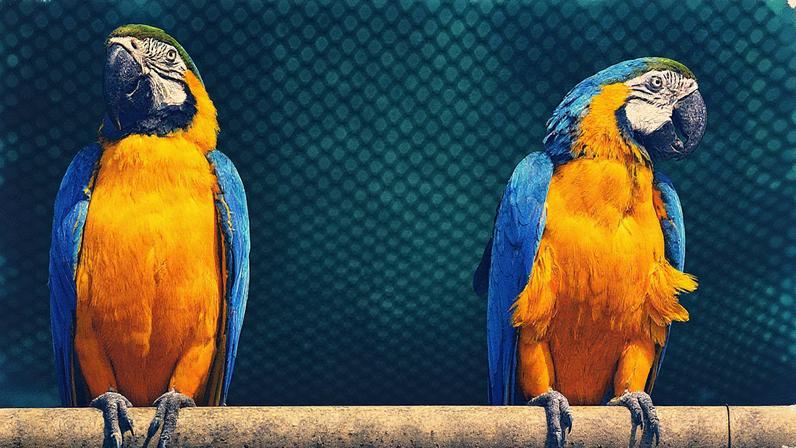 Emirados Árabes Unidos abrem mercado para aves vivas ornamentais do Brasil (Foto: PEXELS)