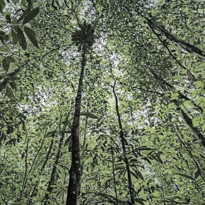 Audiências públicas promovem debate sobre uso sustentável da floresta no Amapá