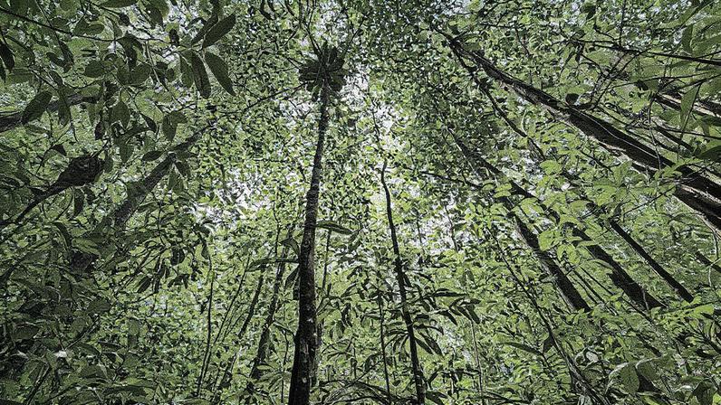 Floresta Nacional do Amapá (Foto: Rafael Aleixo/g1)