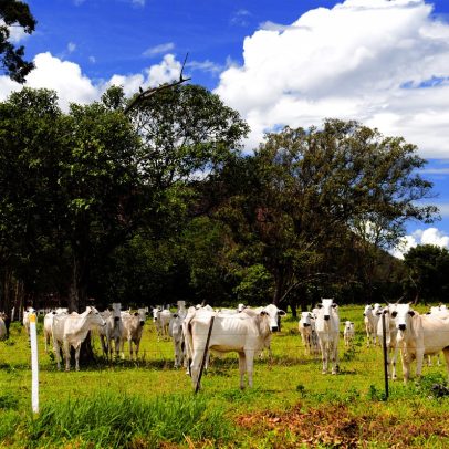 Cidade brasileira tem mais bois do que habitantes e mais casas que pessoas