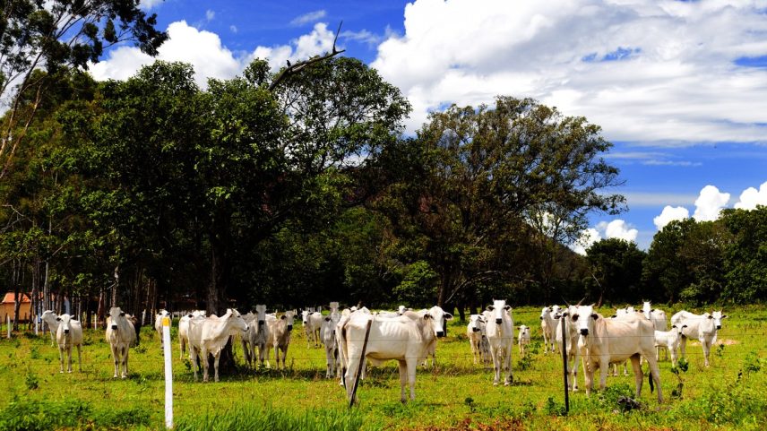 Bois da raça Nelore, uma das mais populares do Brasil (Foto: Wikimedia Commons)