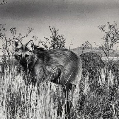 Lobo-guará busca abrigo fora do Cerrado devastado por mudanças climáticas