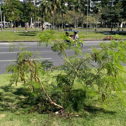 Plantio irregular compromete beleza do Aterro do Flamengo