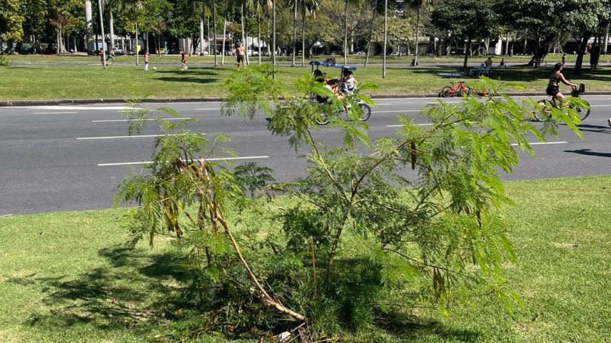 Leucena: Árvore considerada invasora por ambientalistas cresce no Aterro do Flamengo (Foto: Isabelle de Loys)