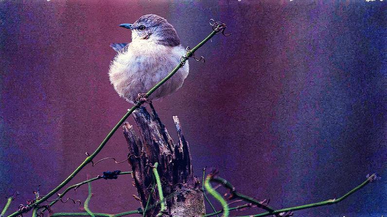 Pássaros estão cantando por mais tempo por causa da poluição luminosa, segundo estudo publicado na revista Science (Foto: Katherine Frey/The Washington Post)