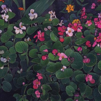 Cultive begônias de cera e transforme seu jardim em um espetáculo colorido