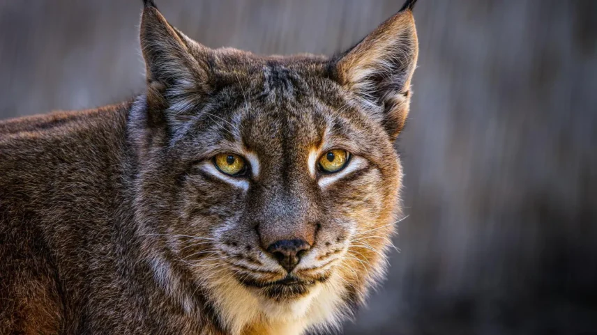 Lynx euroasiático - Foto: Getty Images