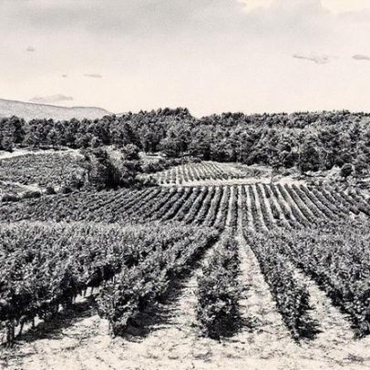 Descubra dez vinhos de Provence por menos de 15 euros que você vai adorar