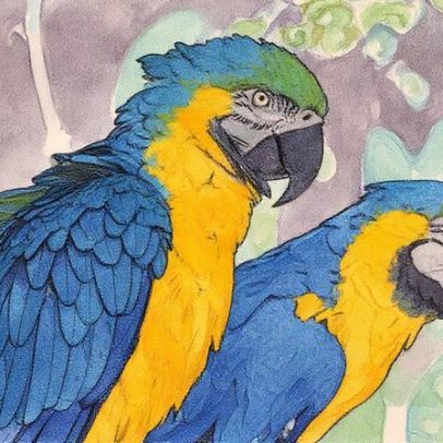 Aquecimento global provoca queda de 38% nas populações de aves tropicais desde 1950