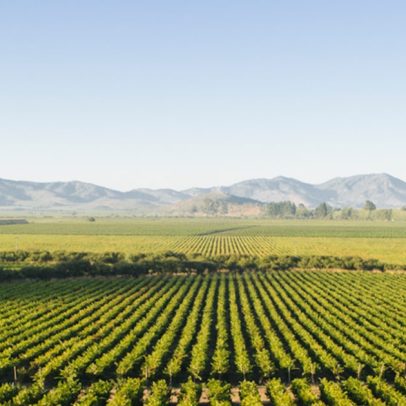Ventisquero inova ao produzir vinho em climas extremos com foco no Brasil