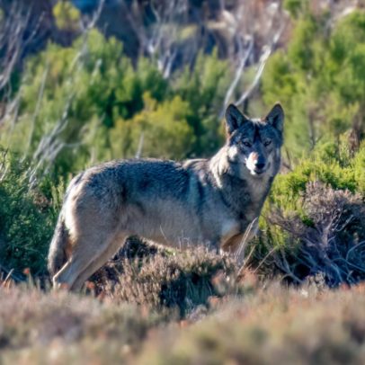 Autoridades da Holanda apuram ataque de lobo a menino de 6 anos em parque
