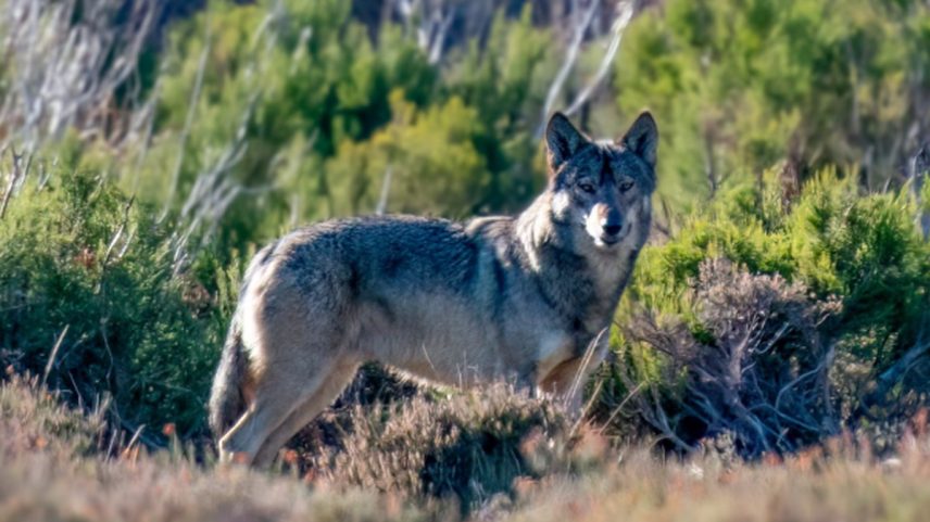Lobo-ibérico no Parque Nacional da Peneda-Gerês, ao norte de Portugal (Foto: Reprodução)