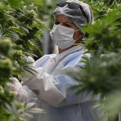 Cannabis medicinal deve ser ampliada para tratamentos terapêuticos no Brasil