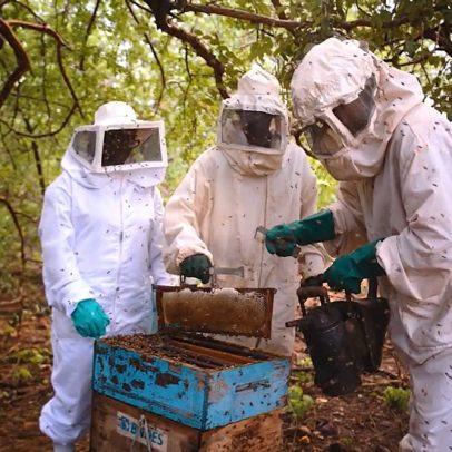 Produtores de mel do Piauí sofrem com tarifas altas em exportações para os EUA
