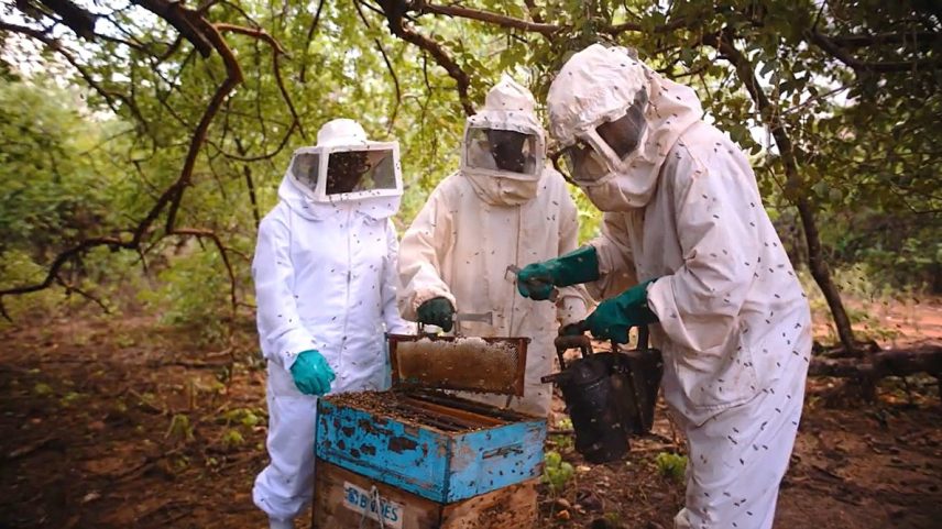Produtores de mel da Casa Apis, no Piauí (Foto: divulgação)