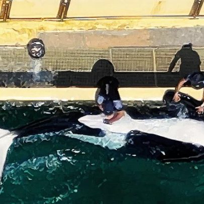 Treinador gera polêmica na França ao ser flagrado com orca em ato impróprio