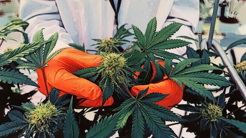 Um trabalhador inspeciona plantas de cannabis dentro da sala de cultivo da instalação Diamond da Aphria Inc. em Leamington, Ontário, Canadá, na quarta-feira, 13 de janeiro de 2021. A Tilray Inc. e a Aphria Inc. concordaram em combinar suas operações, formando um novo gigante na indústria de cannabis em rápido crescimento. (Foto: Annie Sakkab | Bloomberg | Getty Images)