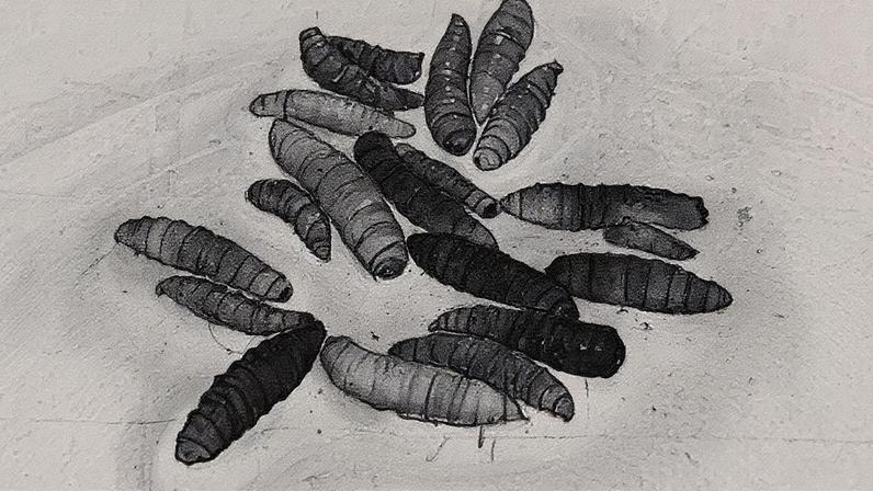 Um surto de mosca-da-carne do Novo Mundo foi confirmado na América Central e no México. (Foto: Reuters)