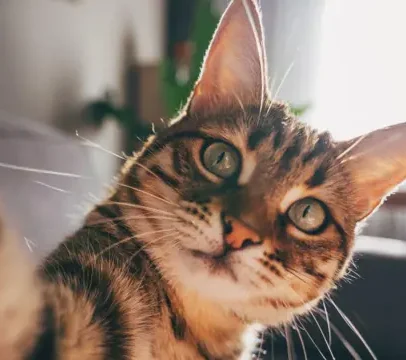 Gatos com demência podem contribuir para a pesquisa da cura do Alzheimer