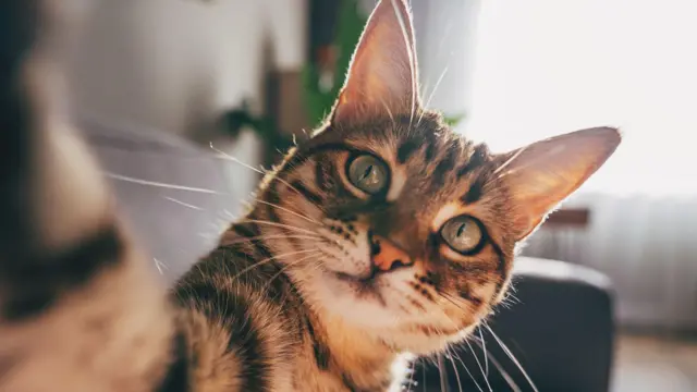 Cientistas em Edimburgo descobriram que a demência felina pode compartilhar vários fatores com o Alzheimer em humanos (Foto: Getty Images)