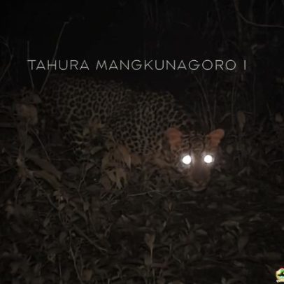 Avistamento raro de leopardo-javanês renova foco em conservação e monitoramento