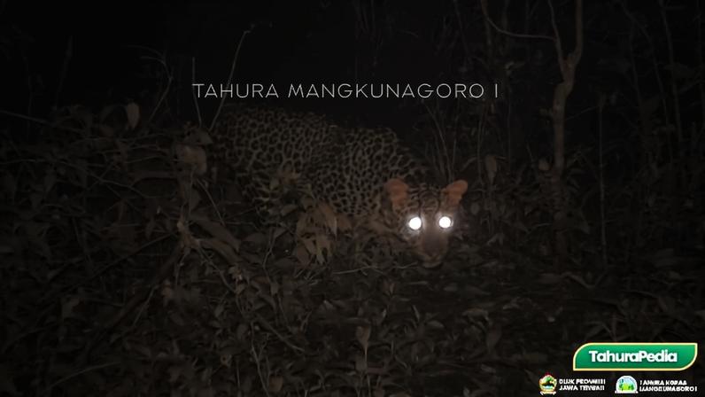 A camera trap in an Indonesian mountain forest has recorded a rare Javan leopard, sparking renewed conservation monitoring efforts in the area.