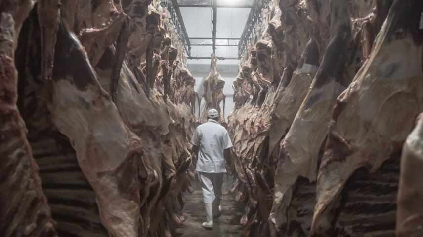 Empresa enfrenta preços recordes do gado na América do Norte, enquanto a recomposição do rebanho nos EUA não acontece (Foto: Jonne Roriz/Bloomberg)