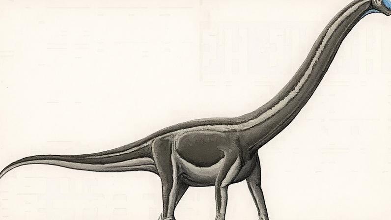 Fósseis com marcas de doença óssea eram de saurópodes, da mesma ordem do Tambatitanis (Foto: ilustração: Palaeotaku/Wikimmedia Commons)