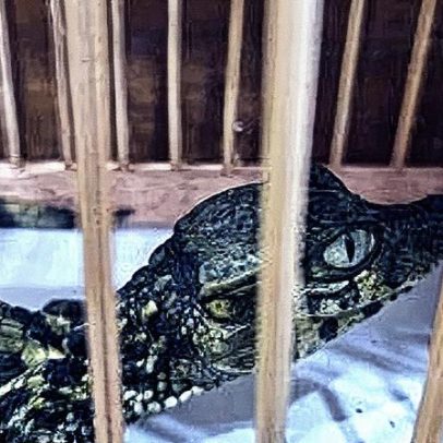 Ibama apreende animais silvestres em feira no Rio e prende oito suspeitos