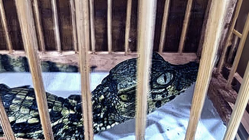 Filhote de jacaré encontrado em feira no Rio (Foto: Ibama)