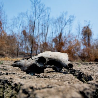 Brasil perde área verde equivalente a uma Bolívia em 40 anos de desmatamento