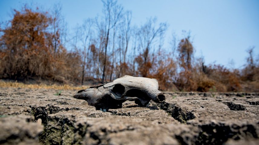 Seca extrema e incêndios em 2024: em 40 anos região perdeu 30% de área nativa e 22% de aquíferos (Foto: Buda Mendes/Getty Images)