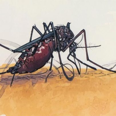 Doenças transmitidas por mosquitos se tornam rotina na Europa