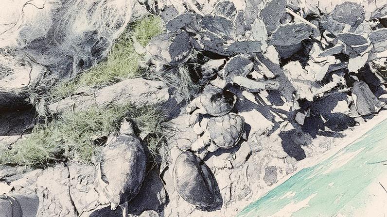 Animais foram encontrados em Área de Proteção Ambiental de Vitória, Espírito Santo — Foto: Divulgação / Redes sociais