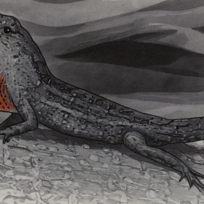 Lagarto sobrevive com altos níveis de chumbo no sangue e se mantém saudável