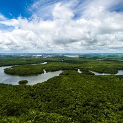 Bioeconomia pode gerar R$ 765 bilhões anuais até 2032, aponta pesquisa recente
