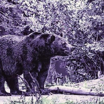 Urso ataca mulher em sua casa no Alasca e a deixa gravemente ferida