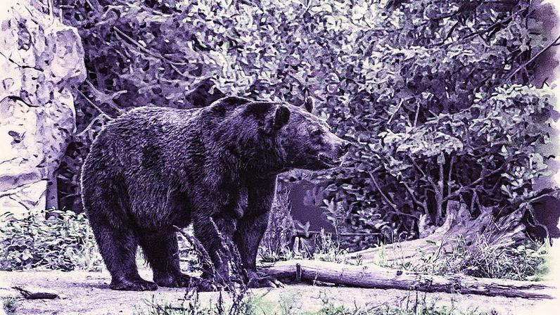 Ataque supostamente causado por um urso-pardo (Foto: Reprodução)