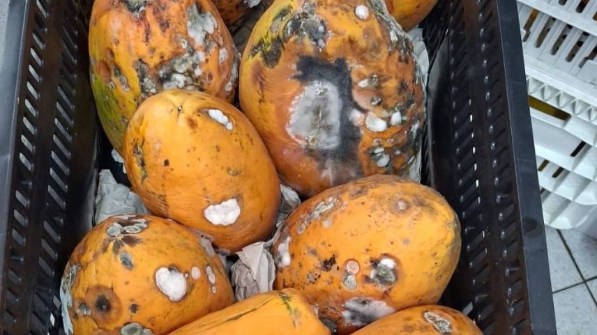 Denúncias apontam problemas no fornecimento de alimentos para escolas municipais de SP (Foto: Leitor)