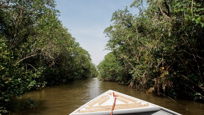 Manguezal da Área de Proteção Ambiental (APA) de Guapimirim — Foto: Suzanna Tierie/Divulgação