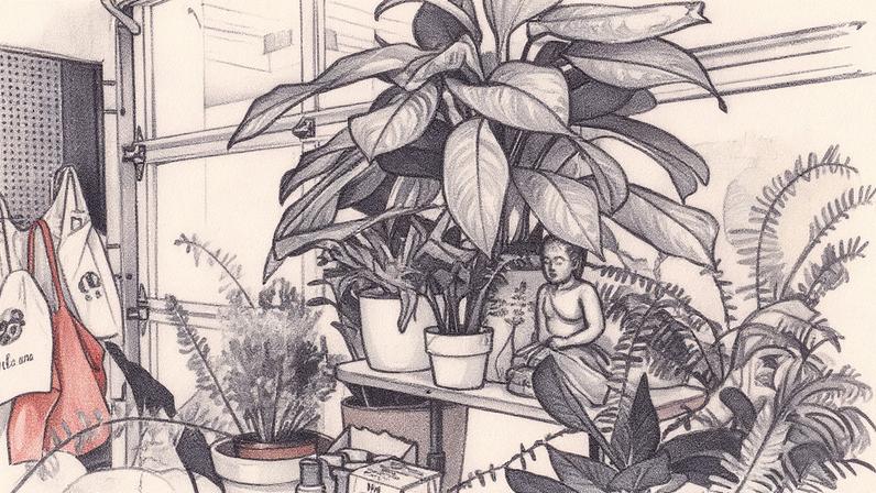 As plantas em casa são grandes aliadas na saúde do ar — Foto: Pexels