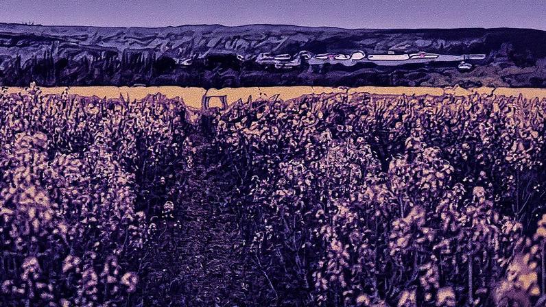 Expectativa é de que a área plantada com canola cresça de 180.000 hectares em 2024 para 300.000 hectares em 2025, com potencial para ultrapassar 1 milhão de hectares até 2030 (Foto: 3tentos/Divulgação)