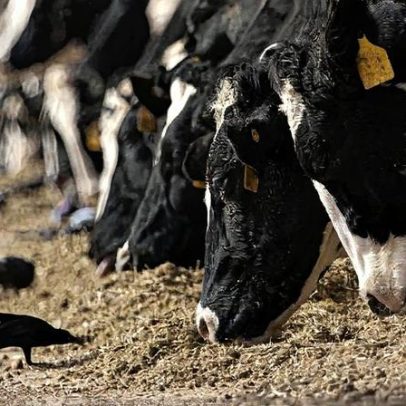 Gripe aviária se espalha rapidamente em fazendas de leite no Brasil