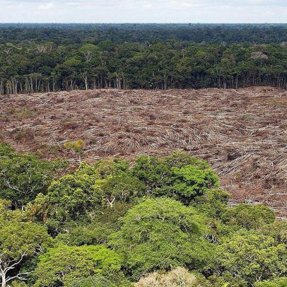 Fundo global oferece US$ 4 por hectare para combater o desmatamento