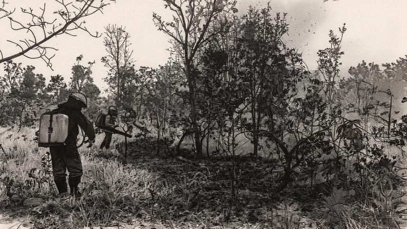 Brigadistas realizam simulação de queima prescrita em área da Reserva Natural Serra do Tombador, em Cavalcante (GO) (Foto: Reprodução)